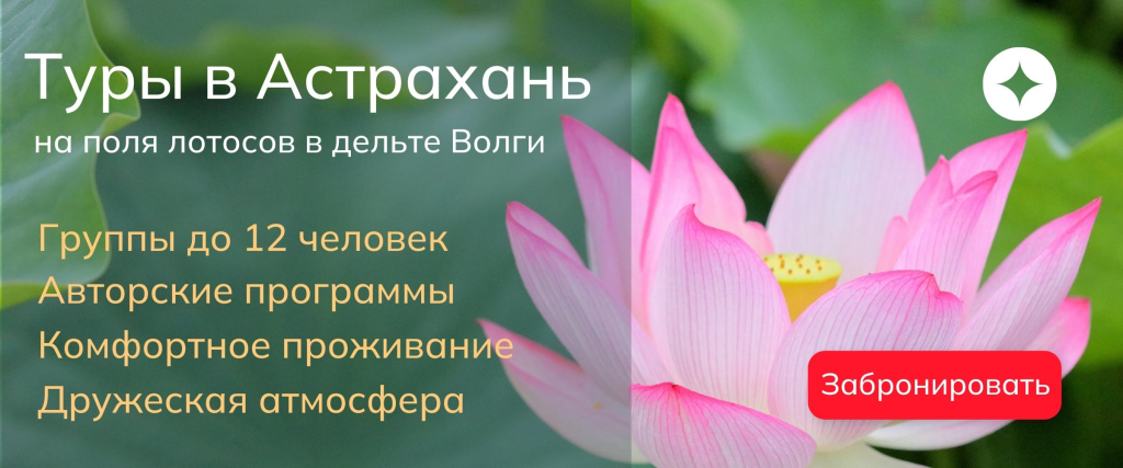 Цветение лотосов в Астрахани